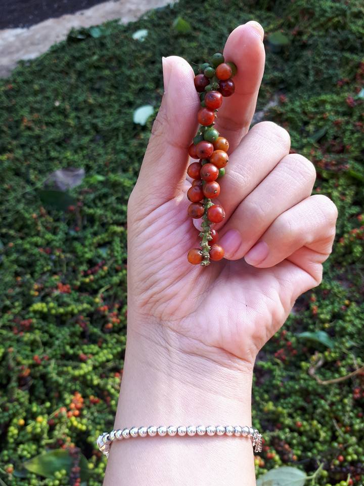 WHATSAP 0084 989 322 607 Vietnam Black White Pepper Spices AD Chilli & Pepper Single Herbs & Spices