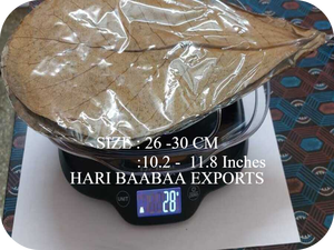 Hojas de almendra India secas naturales con embalaje de plástico Paquete de 10-12 pulgadas de 10 para limpieza de acuarios y agua - Product Image 2