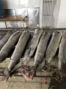 Sailfish congelé Marlin HGT du Vietnam prix bon marché - Product Image 3