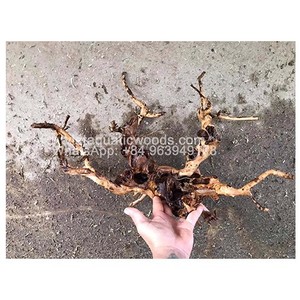Articles chauds 2024 bois flotté naturel Aquarium souche racine arbre réservoir de poissons décoration tailles S-XXXL forme Unique + 84 963 949 178 - Product Image 5