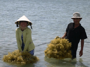 Musgo marino al por mayor bladderwrack/seamoss irlandés/Chondrus seco crispus musgo marino sin sal - Product Image 5