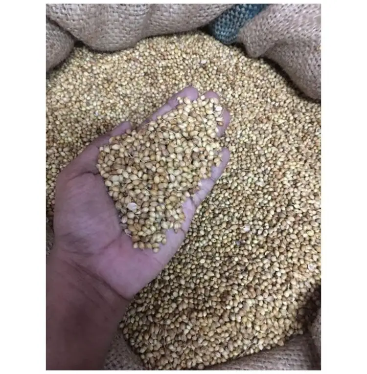 Coriander Coriander Powder Quality Made CSF/COSE/2022-2023 Reasonable Price Coriander High Grade Product