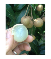 Bestverkopende Logan Tropisch Fruit Voor Export Verse Producten Uit Vietnam