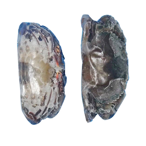 Lame d'arbre de mer, bleu, frais, pour la natation, 500g x 12, 6kg