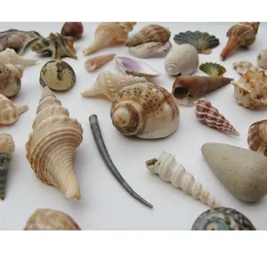 Vietnam manufacture Turbo burgess (Jade turbo) - Seashell In Many Types And Colors/ Natural seashell craft decor gifts