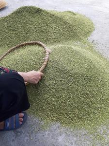 Sophora Japonica Schott-Producto agrícola de flores secas Sophora Japonica - Product Image 6