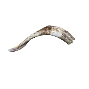 Natural Ram Horn /Sheep Horn Bulk Quantity available for sale cheep price natural color product for sale