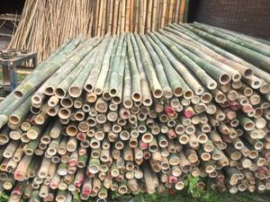 Bâtons de bambou pour l'agriculture, poteaux de bambou pour la plantation en pépinière / Matériel en bois de bambou sur mesure - Product Image 2