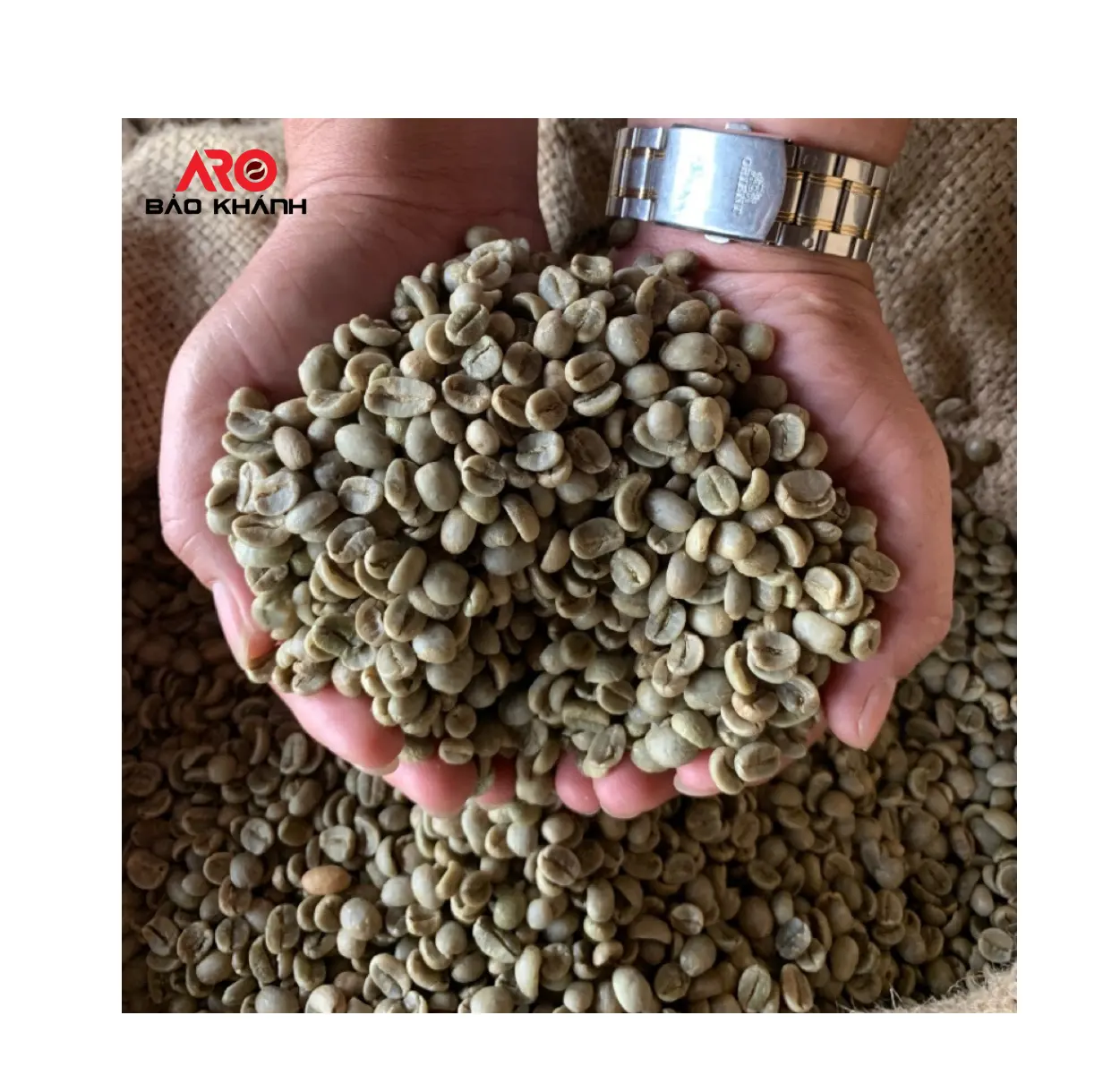 Granos de café arábiga verde de alta calidad, S18 granos de café de highlands, Cau Dat Da Lat, café crudo de Vietnam, semilavado, en venta