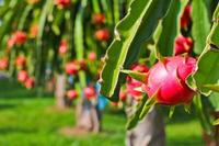 Buah Naga/Pitaya Vietnam Segar Harga Murah Daging Putih Rasa Manis Alami