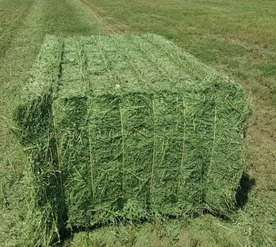 ALFALFA HAY FOR ANIMAL FEED