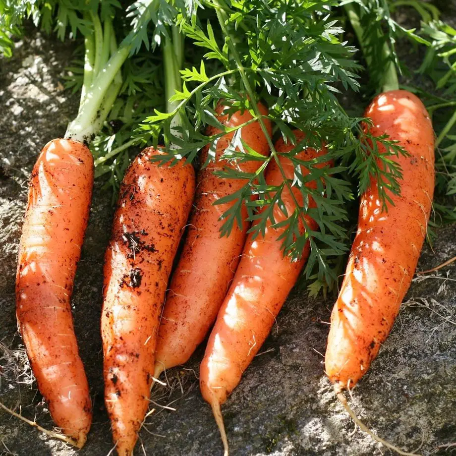 Prezzo economico e carota di carota fresca di alta qualità che esporta in Vietnam/Jolene HH 84336089155