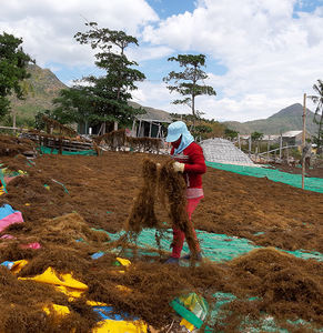 สาหร่าย SARGASSUM แห้งที่ขายส่ง - Product Image 3