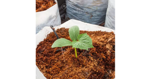 Cocopeat Dừa Than bùn khối 5kg nén/không nén xơ dừa pith bột cho nhà máy phát triển ms. Mira của sự lựa chọn - Product Image 5