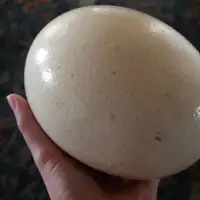 Fresco huevos de avestruz