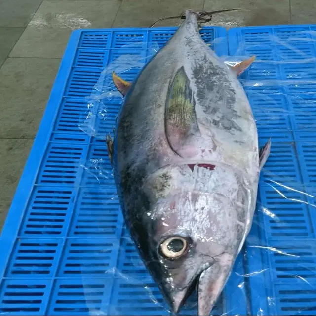 Tanah Beku Ekor Panjang Tuna Seluruh dari India, Ikan Tuna Beku