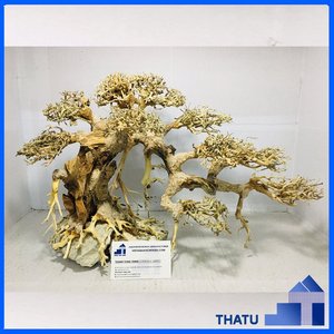 สินค้าใหม่ ไม้ลอยน้ำ บอนไซไม้ลอยน้ำจากเวียดนาม สำหรับผู้ค้าส่ง - Product Image 6