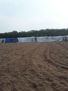 {HOT 2024} -Exportación de bagazo fermentado como materia prima para la alimentación animal Residuos agrícolas de Vietnam a un precio asequible - Product Image 6