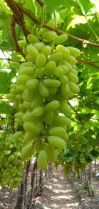 Export Superior Seedless Fruits <b>Grapes</b> <b>Fresh</b> Red Globe Seedless <b>Grapes</b> - Product Image 3