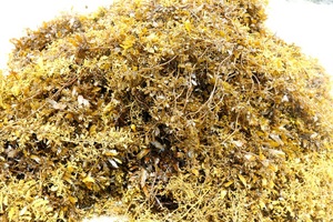 Variedad de alimento para animales de algas secas Sargassum, bolsa empaquetada certificada Kosher sazonada Laver, Contacto con La Sra. Lily + 84 906 927 736 - Product Image 2