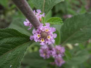 Lippia Alba Parfum 100% Huile essentielle antibactérienne à base de plantes Huile naturelle-Diffuseur pur Soins personnels Qualité supérieure OEM/ODM - Product Image 2