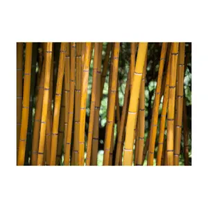 대나무 지팡이 식물의 긴 빈 단단한 줄기