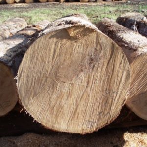 Doussie Bình Phương gỗ sồi trắng đỏ đen tròn gỗ tròn 6cm lớp A UA - Product Image 2