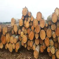 الأكثر مبيعاً خشب الأوكالبتوس الأوروبي عالي الجودة/الأخشاب بسعر المصنع