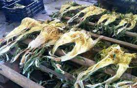 100% Naturel Dragon Fruit Fleur Liquide Forme Traitement Brut Séché au Vietnam - Product Image 3