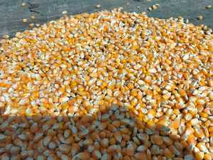 Semillas de maíz amarillo de alta proteína OMG para consumo humano, alimentación animal, uso de caballos, maíz amarillo para cerdos y ganado en venta - Product Image 4