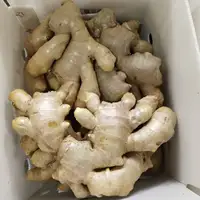 A grade air dried ginger Best quality ginger Fresh ginger
