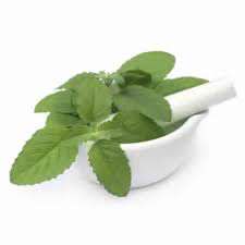 Vente de gros Huile essentielle pure de basilic en vrac Taux d'exportation compétitifs - Product Image 5