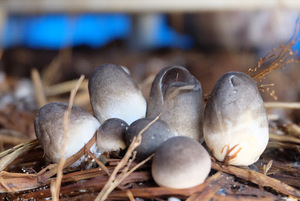 CHAMPIGNONS DE PAILLE CONGELÉS DE HAUTE QUALITÉ/CHAMPIGNONS CONGELÉS BIOLOGIQUES DU VIET NAM/Mme Laura - Product Image 5