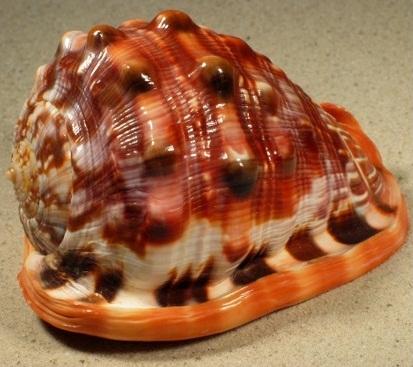 เปลือกหอยหมวกกันน็อคสีแดง