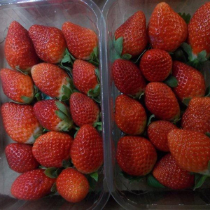 Хит продаж, свежая клубника по лучшей цене, Замороженные Ягоды