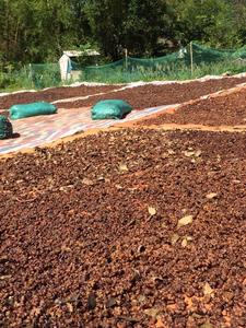 [Muestra gratis] ISO 22000 Certificado Seco AD Procesado Anís estrellado crudo Otoño Proveedor de Vietnam Alta calidad Mejor precio + 84363565928 - Product Image 6