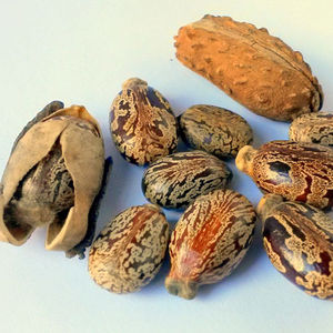 Aceite de Ricino 100% Puro y Natural, Prensado en Frío, Semillas de Ricinus Communis de la India, Certificado GMP, Cuidado de la Piel, Precio al por Mayor, Personalizable - Product Image 1