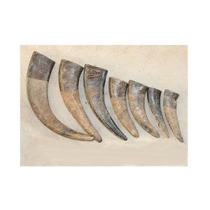 Pointes en forme de corne pastèque non polies, 50 pièces, pointes naturelles en corne, de style bodum thule, de l'inde, pour emballage en carton - Product Image 6