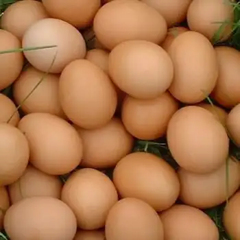 Trứng Gà Trứng Đà Điểu, Trứng Gà, Trứng Gà Tây Trứng Bàn Tươi Trang Trại Nâu Và Trắng