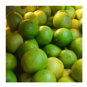 Top Quality Fresh Lemon / Fresh Lime For Export From Thailand Best Price