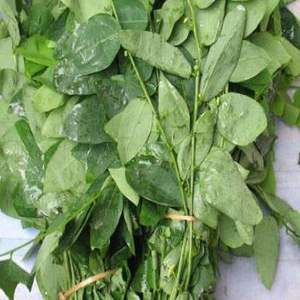 Ventas calientes para la hoja andrógina de Sauropus seca con la calidad de exportación más alta del proveedor de Vietnam - Product Image 2