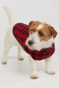 Manteau polaire pour chien, vêtement chaud, tenue animaux de compagnie, petit gabarit - Product Image 4