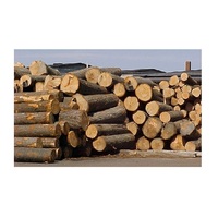Vente en gros de grume en bois d'acacia 100% naturel bon marché du Vietnam bonne qualité à faible taxe usine directe