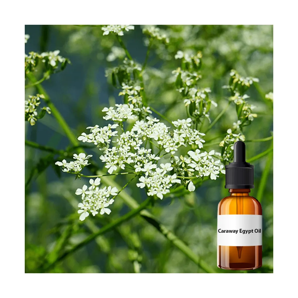 Best Wight Loss Essential Oil made from Caraway Essential Oil at Wholesale Price