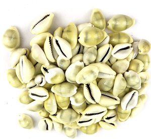 Conchas de CROWIE KAUDI, color amarillo NATURAL - Product Image 5