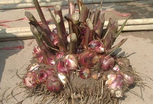 Poudre de Marante de Qualité Supérieure Biologique au Vietnam - Product Image 3