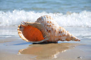 Concha mejor selección-conchas de mar a granel de conchas de mar-Concha artesanía ([Ws0084587176063] - Product Image 5