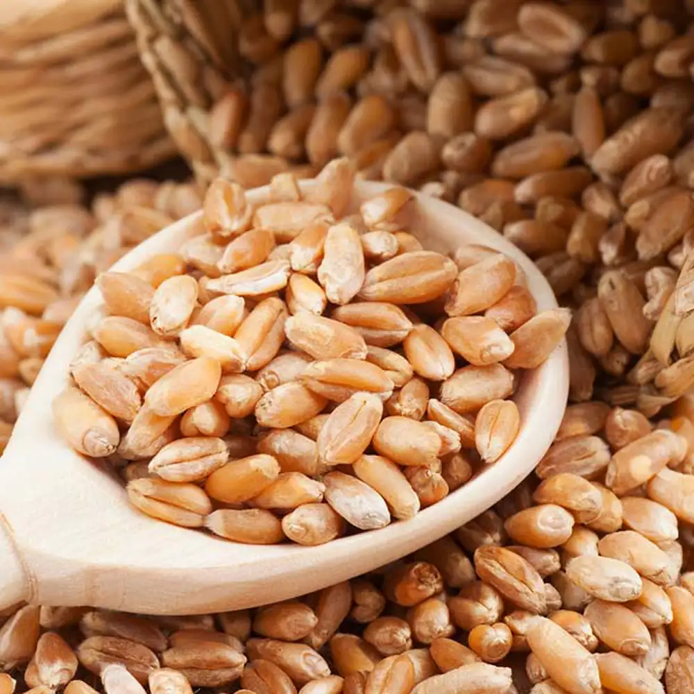 Weizen Hochwertiger natürlicher Vollkorn korn getrockneter Weizen für die Herstellung von weichem Brot