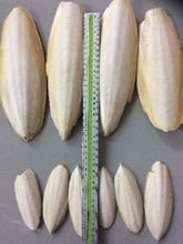 Hueso de sepia de ventas en bolsa/alimentos para animales/(tamaño: 4 - 9 CM) / YUKI NGUYEN + 84 379368256 - Product Image 2