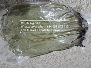 Hojas de Guanábana de Graviola secas orgánicas de alta calidad de Vietnam AD Proceso de secado/Sra. Lima - Product Image 2